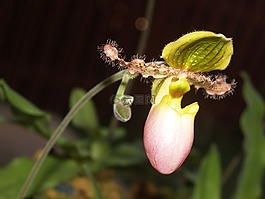 蘭花,花,光明
