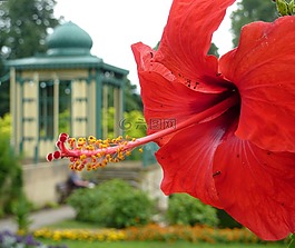 芙蓉,棉花糖,錦葵