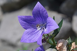 開(kāi)花,紫,蜜蜂