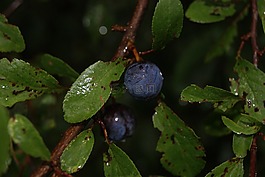sloes,雨,浆果