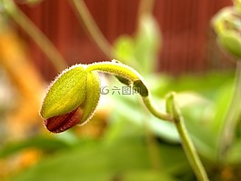 蘭花,花,光明