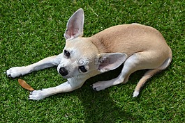 奇瓦瓦,狗,動物