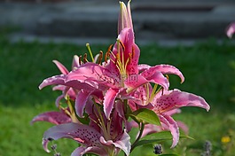 百合,花,花園