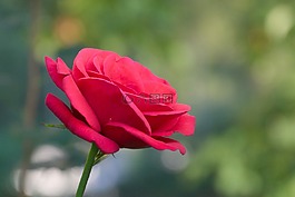 花,玫瑰,紅色