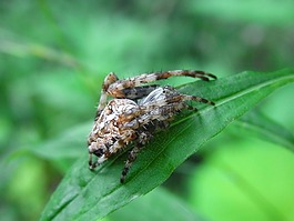 arachne,蜘蛛,gliedertier