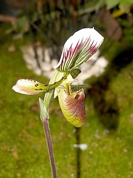 蘭花,花,光明