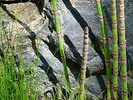 木賊,馬尾,植物