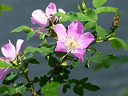 玫瑰,野生,花