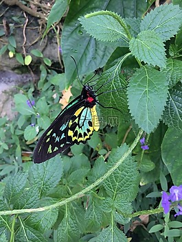 蝴蝶,butterful