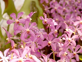 蘭花,花,光明