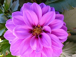 花,開花,紫