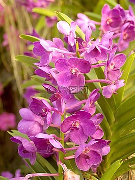 蘭花,花,光明