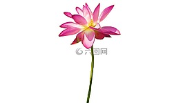 摳圖,荷花,鄉(xiāng)村