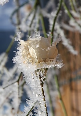 性質(zhì),弗羅斯特,冬天