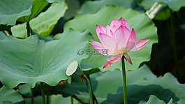 蓮花,植物,水生植物