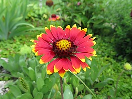 花,花園,工廠