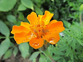 橙,工厂,花