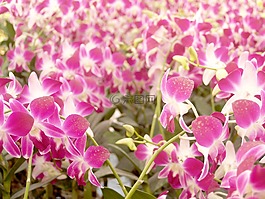 蘭花,花,光明