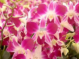 蘭花,花,光明