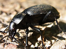 甲虫,地面甲虫,克勒布什