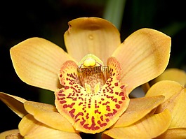 蘭花,花,光明