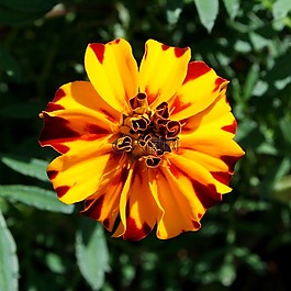 萬壽菊,花,雜色