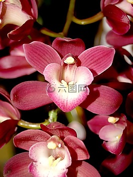 蘭花,花,光明