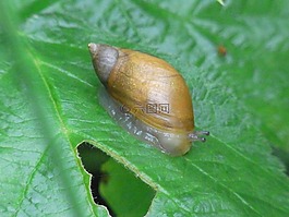 蝸牛,殼,性質(zhì)