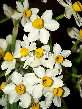 蘭花,花,光明