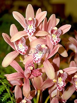 蘭花,花,光明