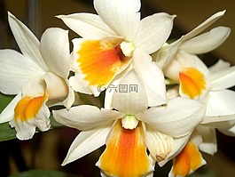 蘭花,花,光明