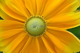 開花,黃色,花