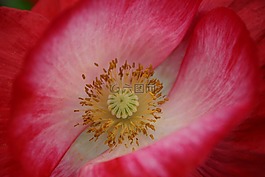 罌粟,紅色,性質(zhì)