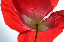 罌粟,紅色,性質(zhì)