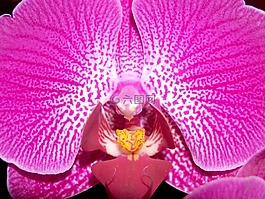 蘭花,花,光明