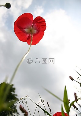 罌粟,天空,藍(lán)色