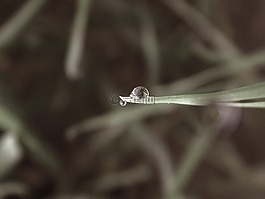 一滴水,自然,露水