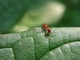 昆蟲(chóng),螞蟻,動(dòng)物