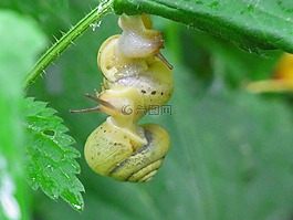 蜗牛,动物,软体动物