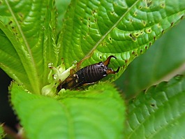 昆蟲,earwigs,性質(zhì)