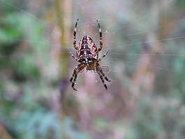 arachne,蜘蛛,網(wǎng)絡(luò)