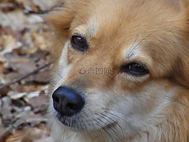 狗,ronja,动物