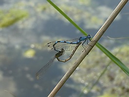 蜻蜓,昆虫,水