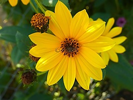 花,廠,黃色