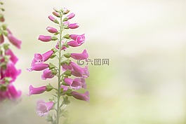 鲜花,夏天,性质