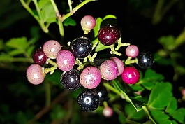 peppervine,植物,杂草