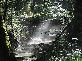 森林,橋,霧