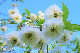 花,性質(zhì),廠