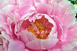 花,廠,性質(zhì)
