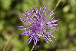 knapweed,紫,指出花